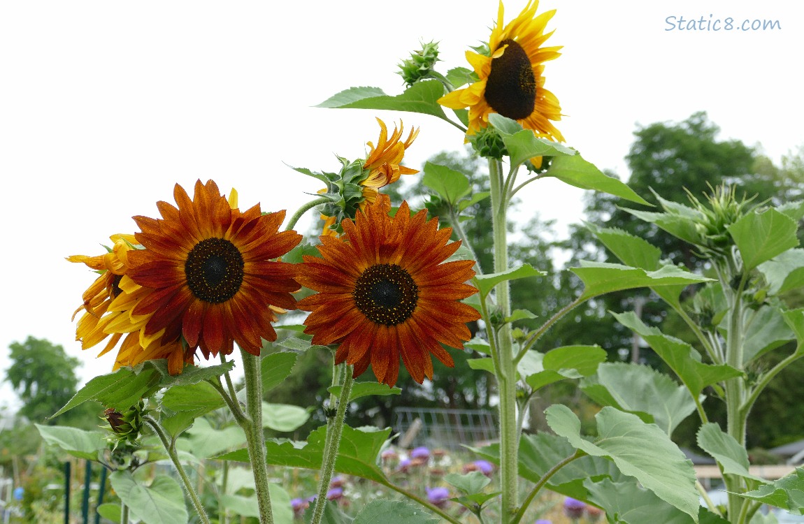 Red sunflower blooms in front of grey sky