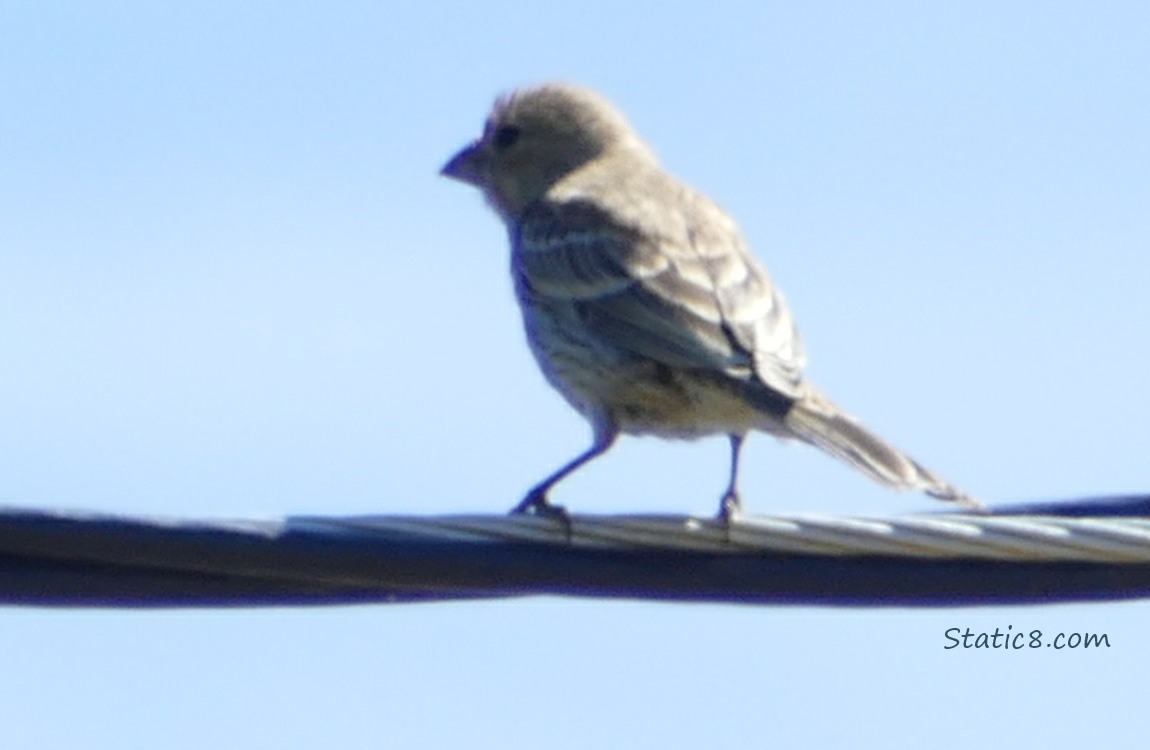 House Finch standing on a power line, blue sky behind