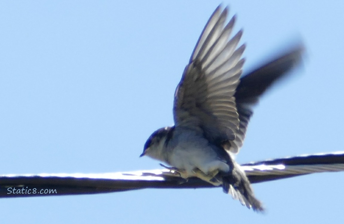 Swallow fledgling fumbling the landing on a power line