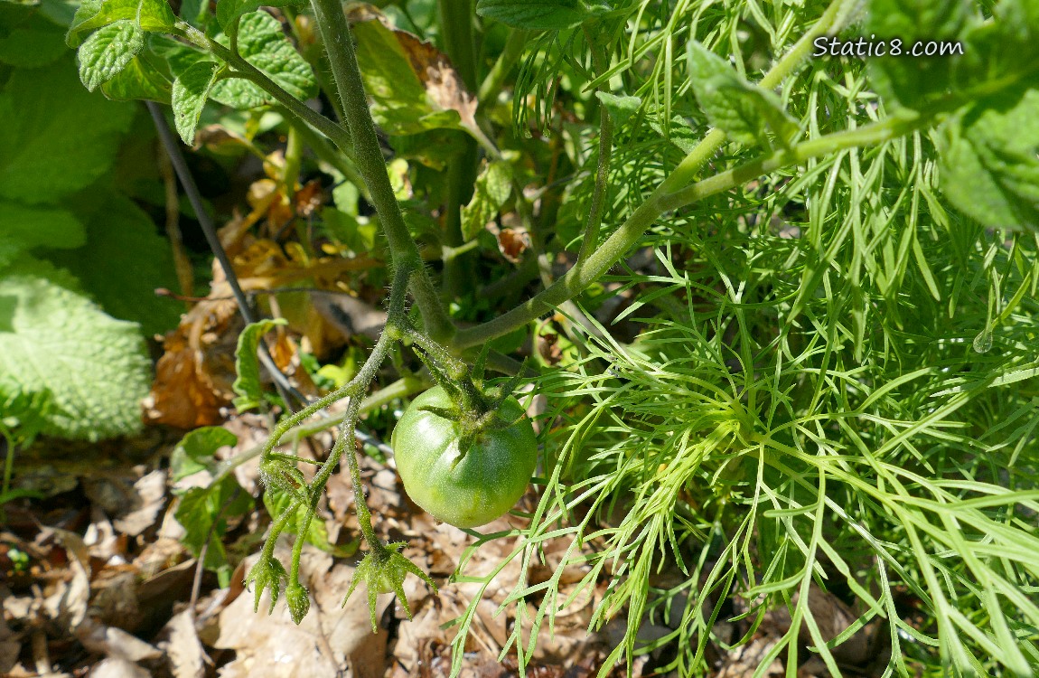 small green tomato growing on the vine