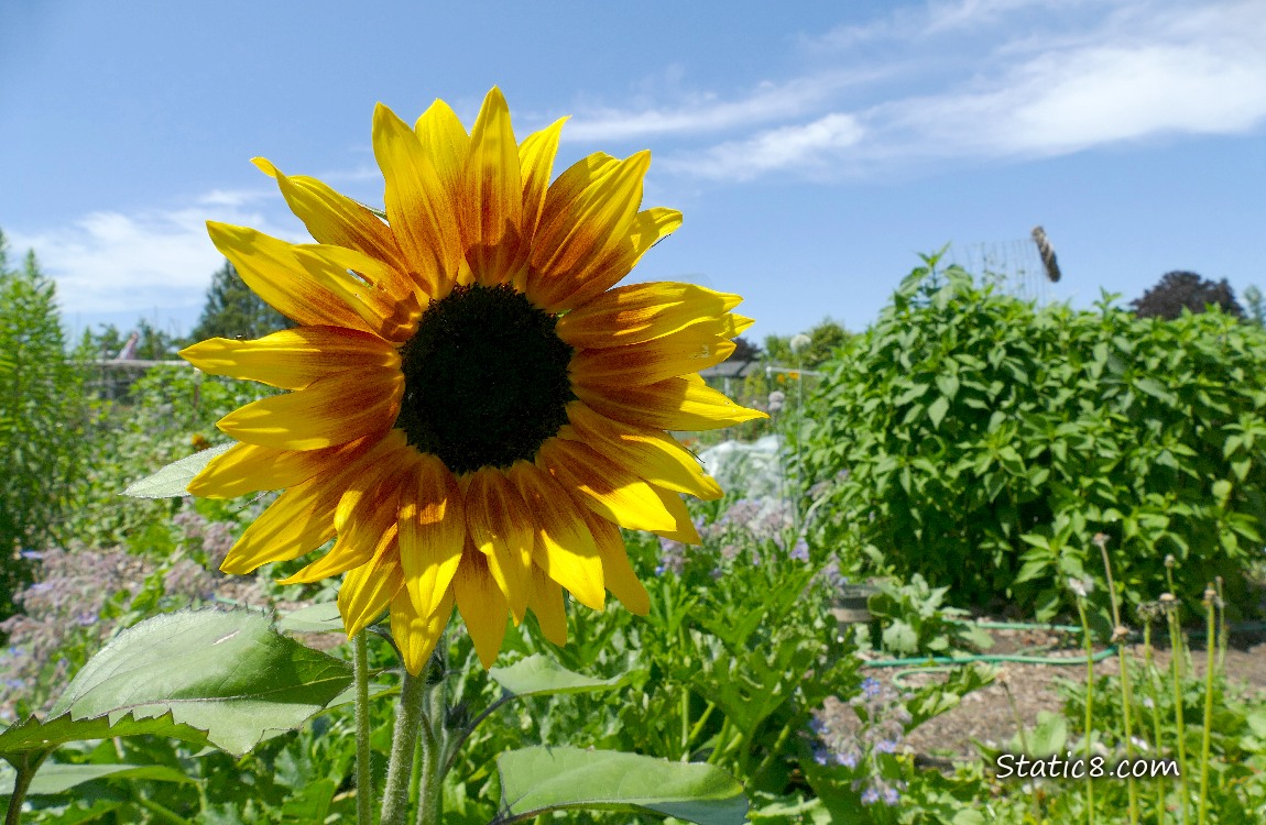 Sunflower in a garden plot