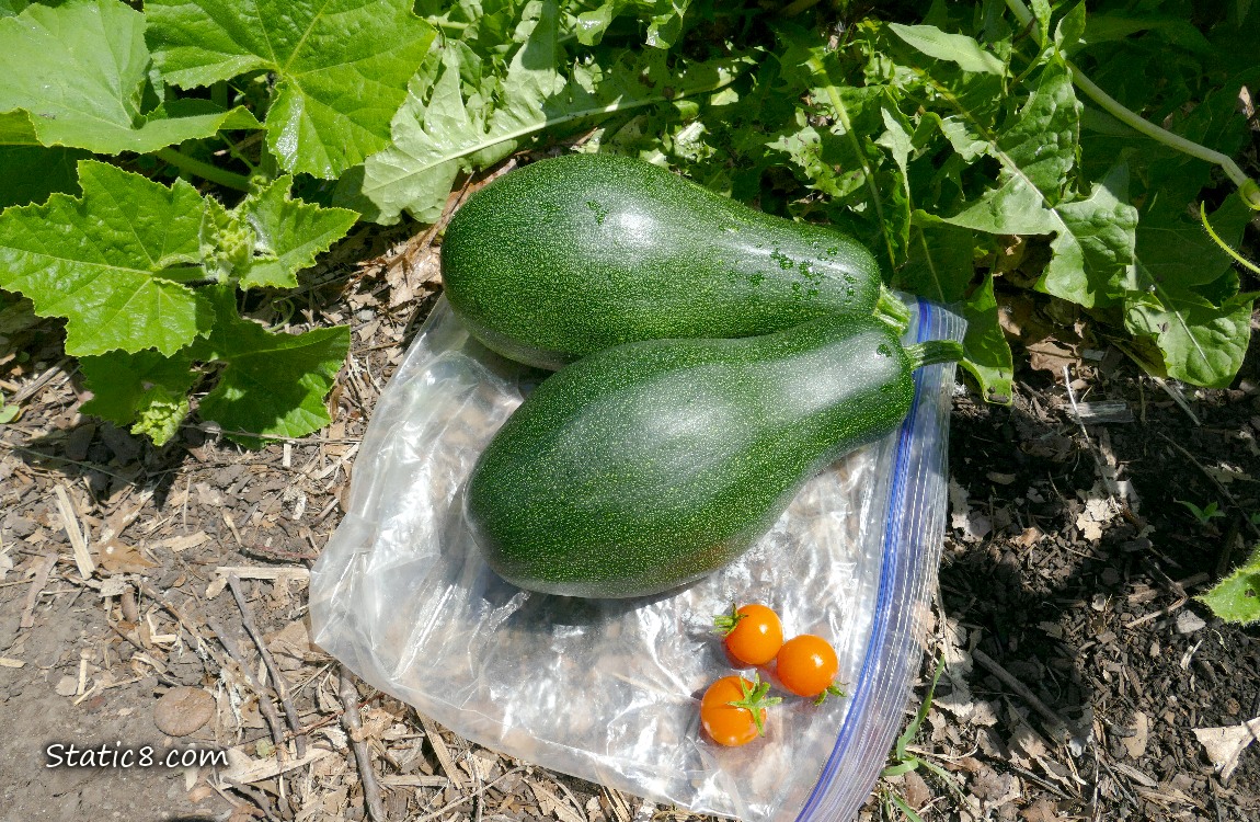 Harvested zuchinnis lying on a ziplock on the ground