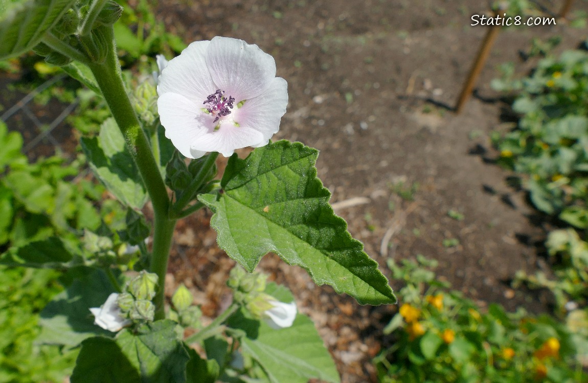 Tree Mallow bloom