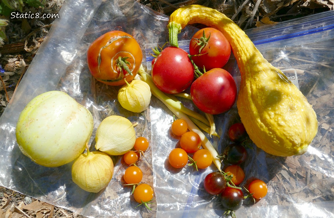 Harvested veggies on ziplocks on the ground
