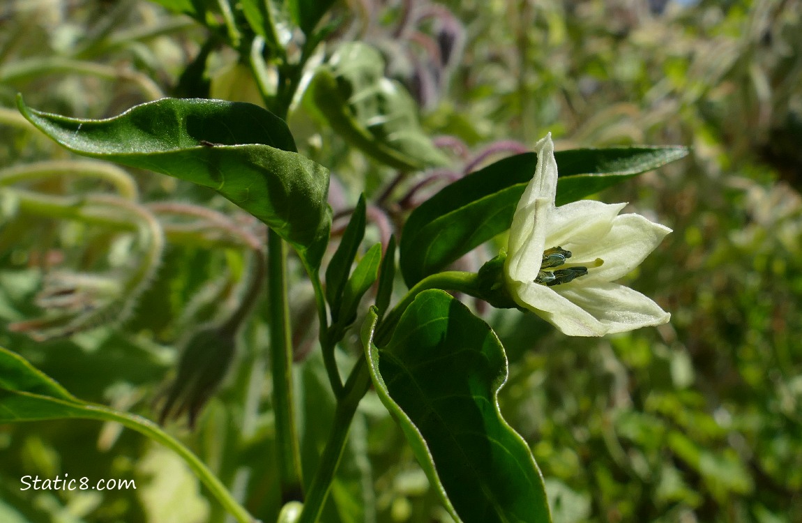 Pepper plant flower and leaves