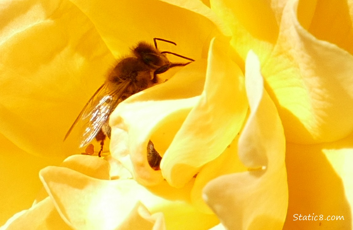 Honey Bee in a yellow rose bloom