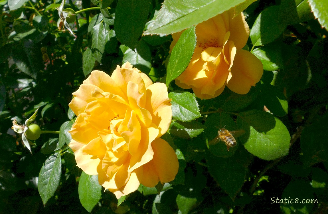 Honey Bee flying in front of two yellow rose blooms
