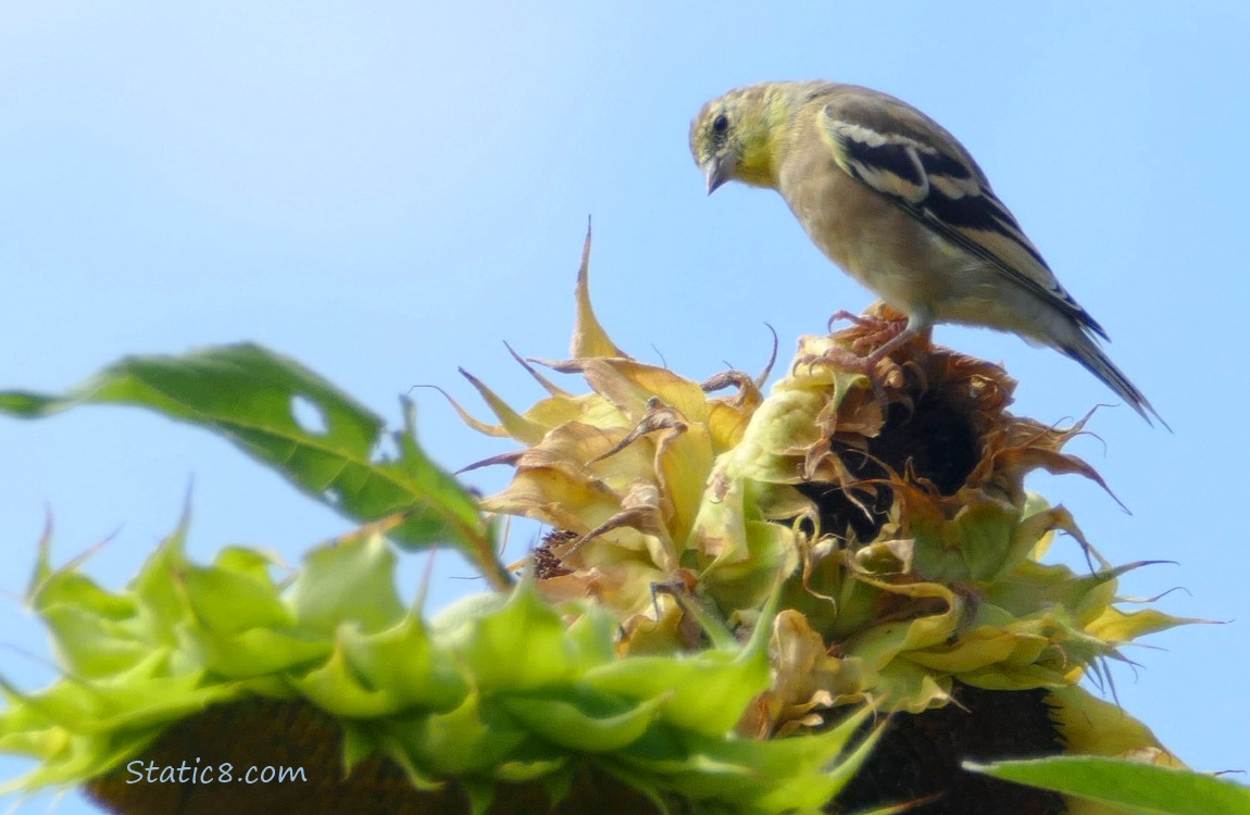 American Goldfinch standing on a sunflower head