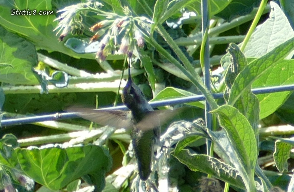 Anna Hummingbird hovering near a Comfrey bloom