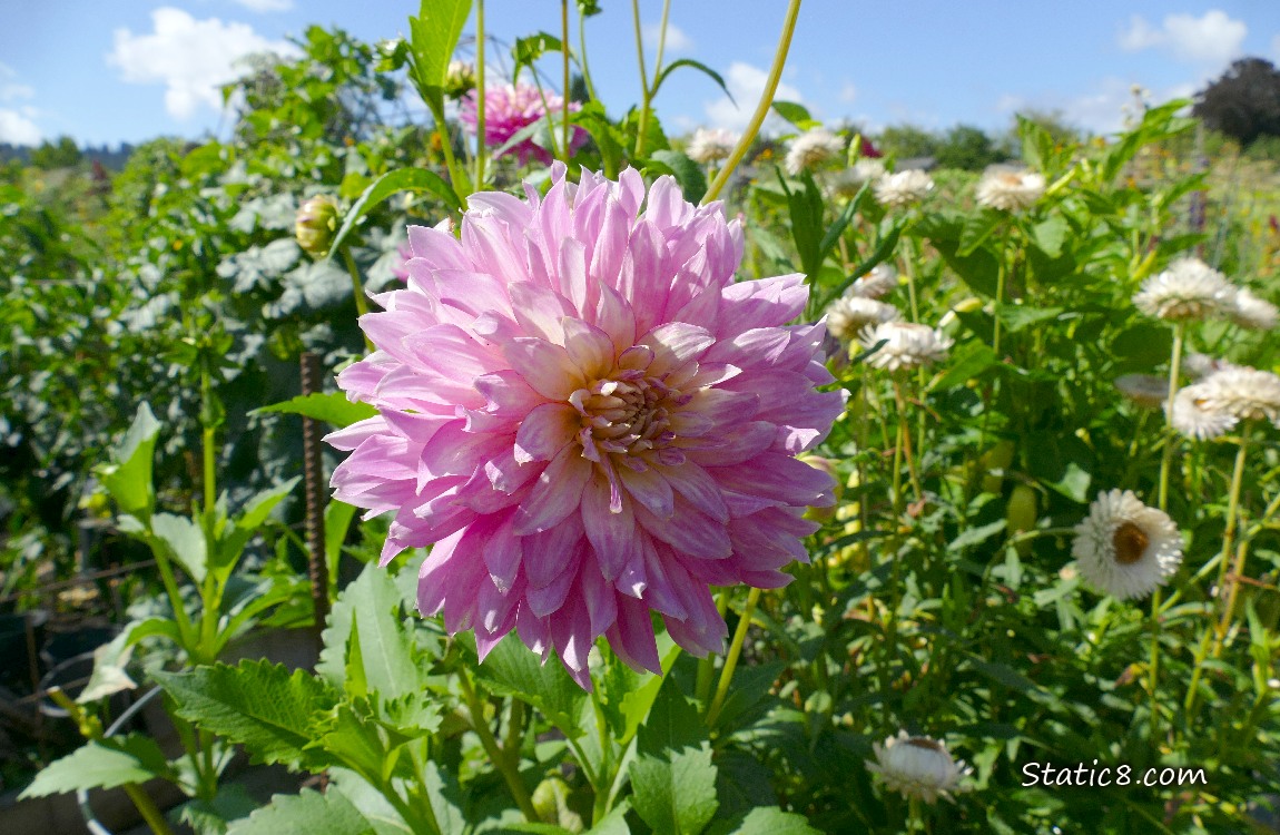 Pink Dahlia bloom in a green garden, blue sky above