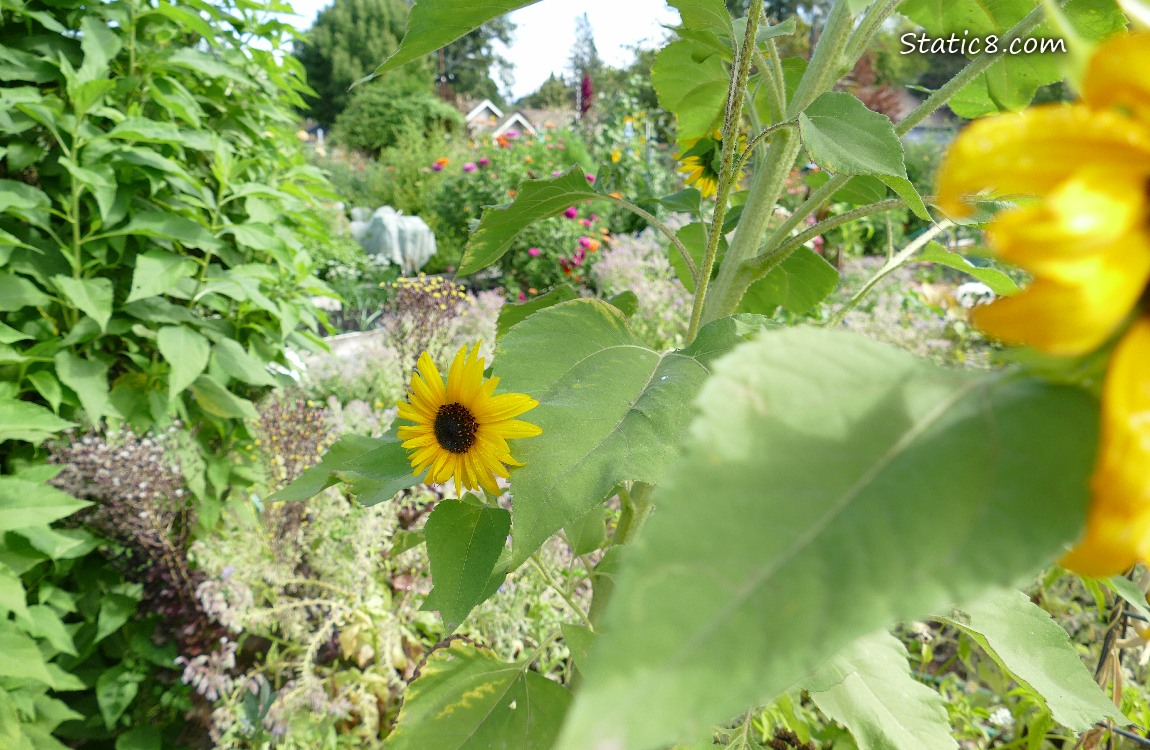 garden plot