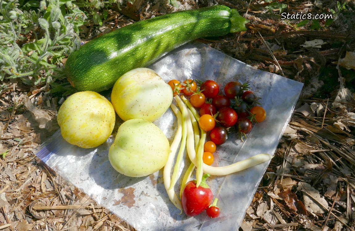 Harvested Veggies lying on a ziplock on the ground