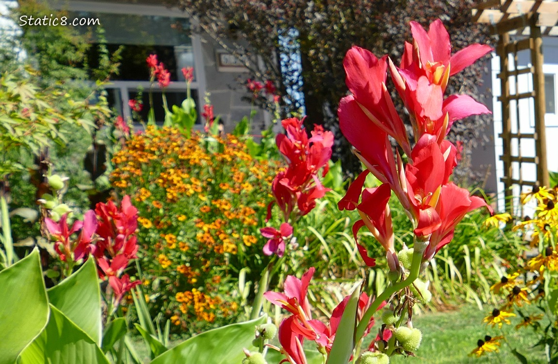 Red Canna Lily blooms in front of a house mostly hidden by other flowers
