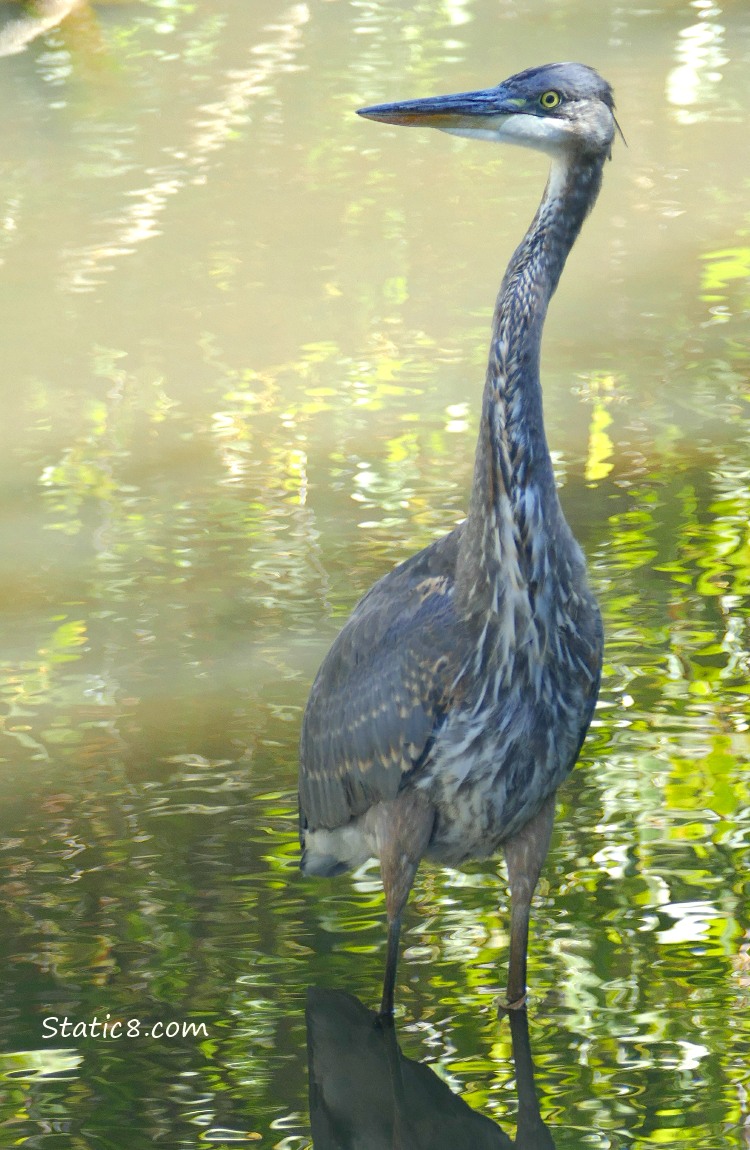 Great Blue Herons standing in shallow water