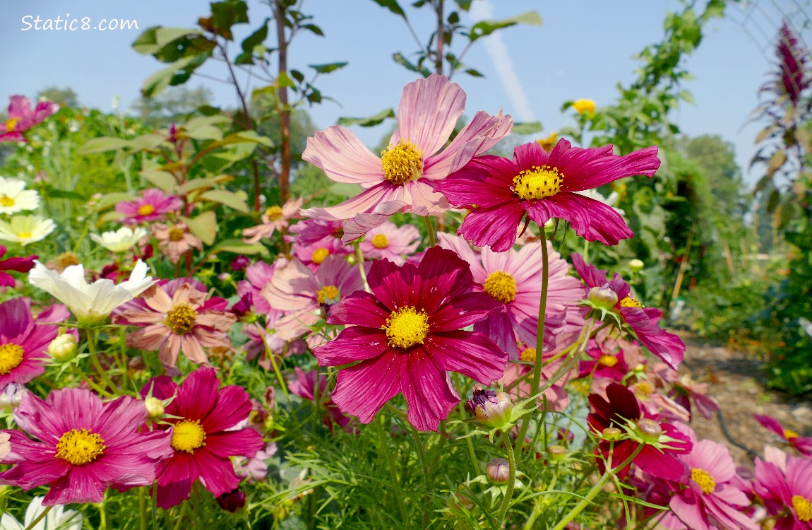 Pink Cosmos blooms under a blue sky