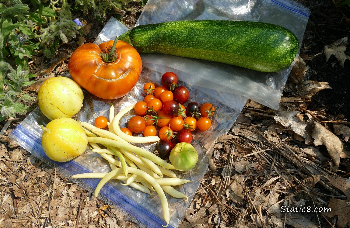 Harvested veggies laying on ziplocks on the ground