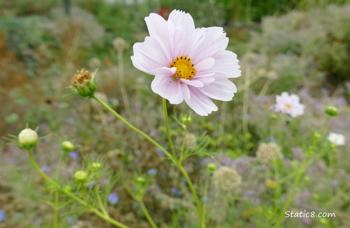 Pale pink Cosmos bloom surrounded by buds
