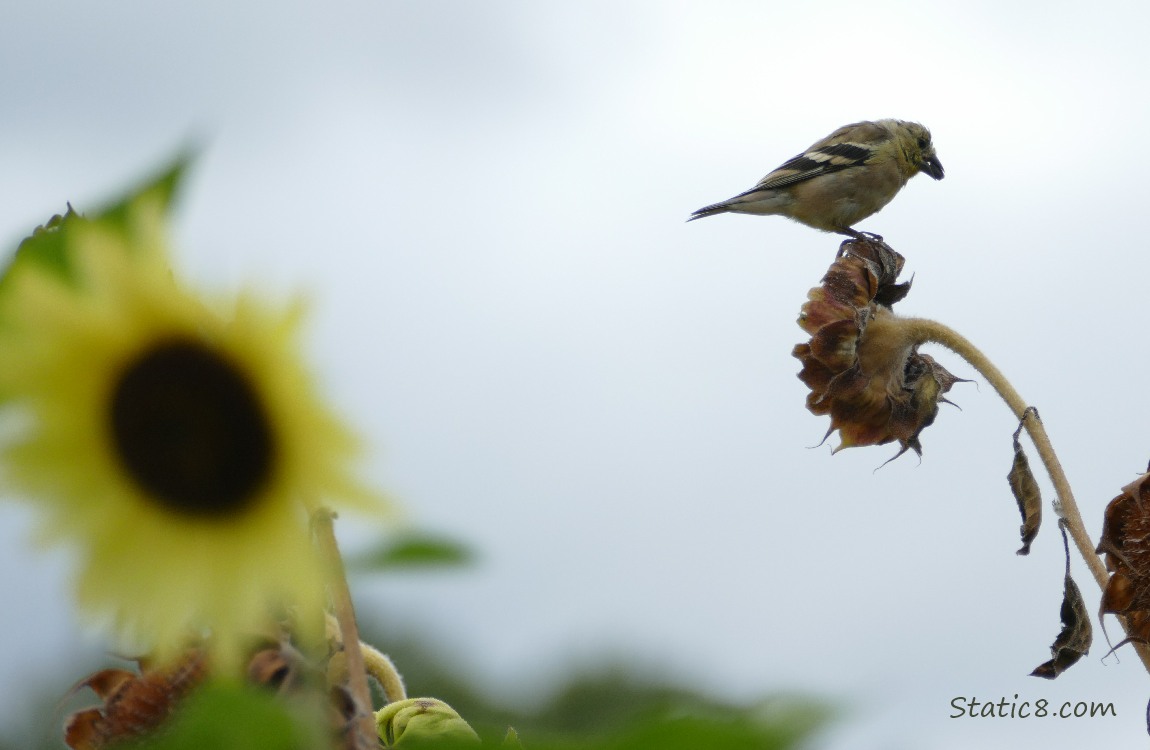 Goldfinch standing on a sunflower head, past a sunflower bloom