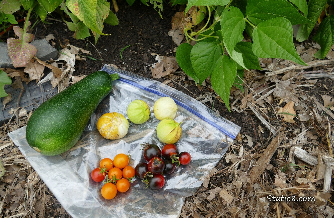 Harvested Veggies on a ziplock on the ground with bean leaves nearby