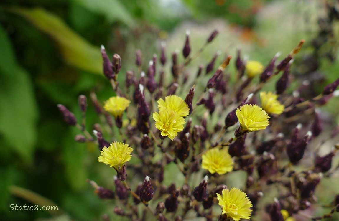 Flowers of a lettuce plant blooming