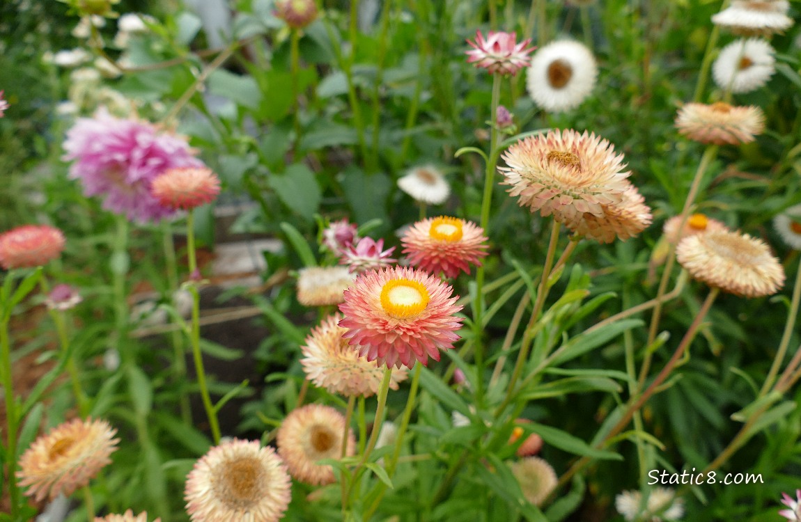 Strawflower blooms in a garden plot