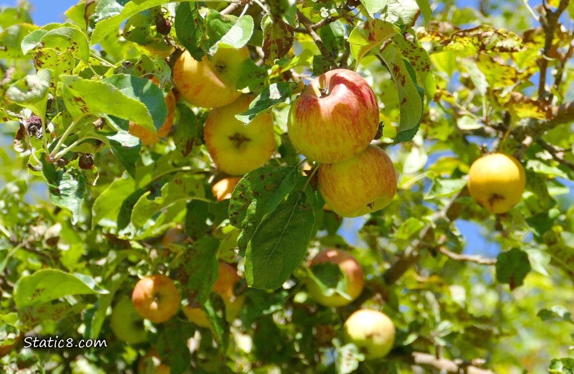 Apples ripening on a tree, blue sky above
