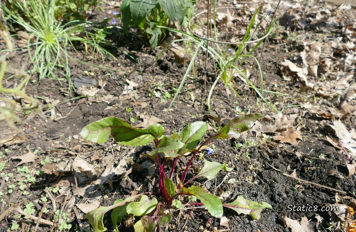Beet plant growing in the dirt