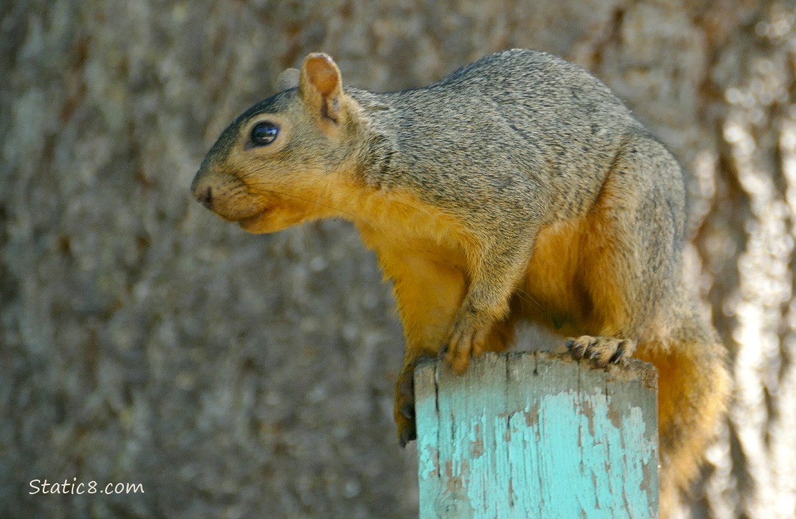 Squirrel standing on a painted wood post
