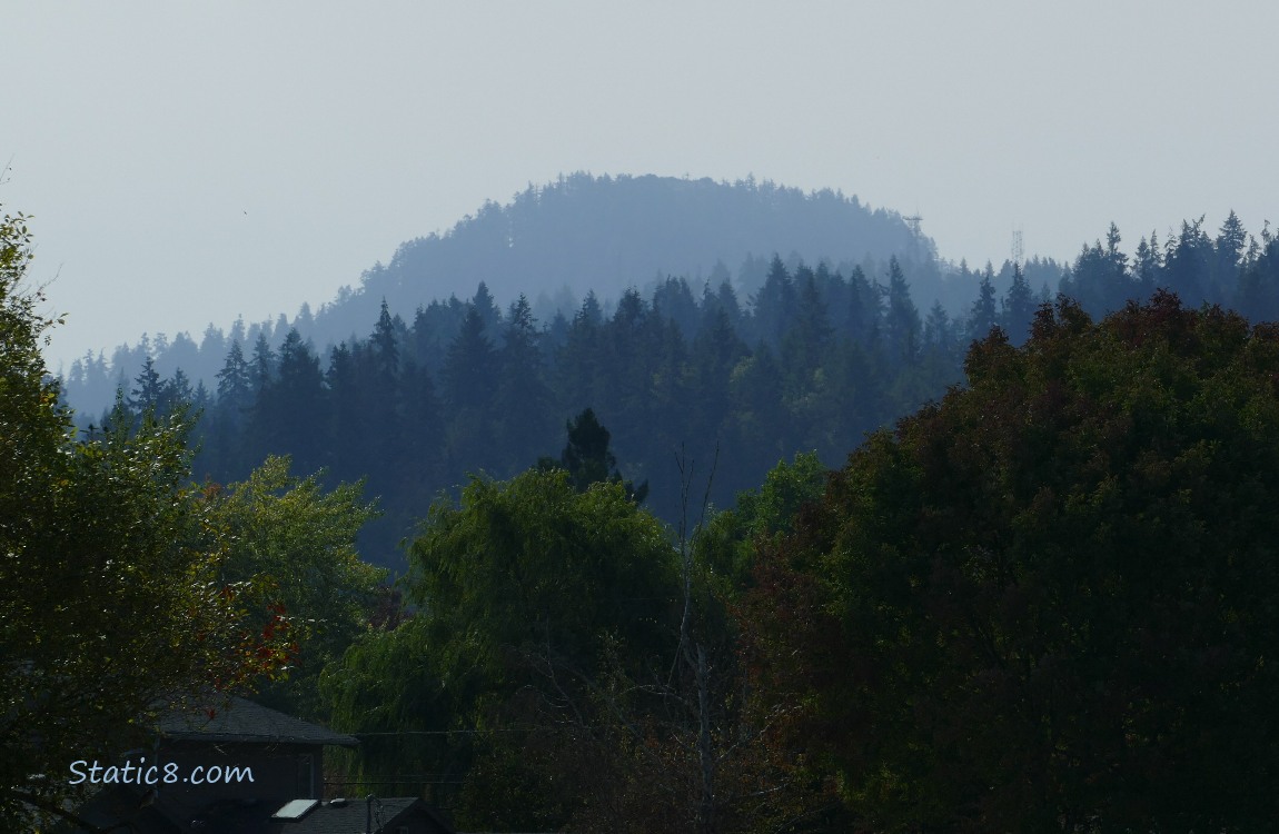 Trees on the hill in the distance