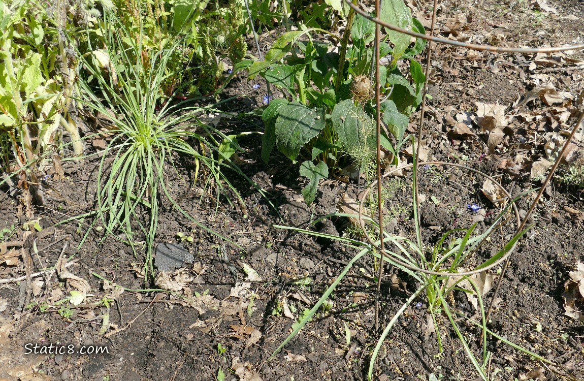 Salsify growing in the dirt