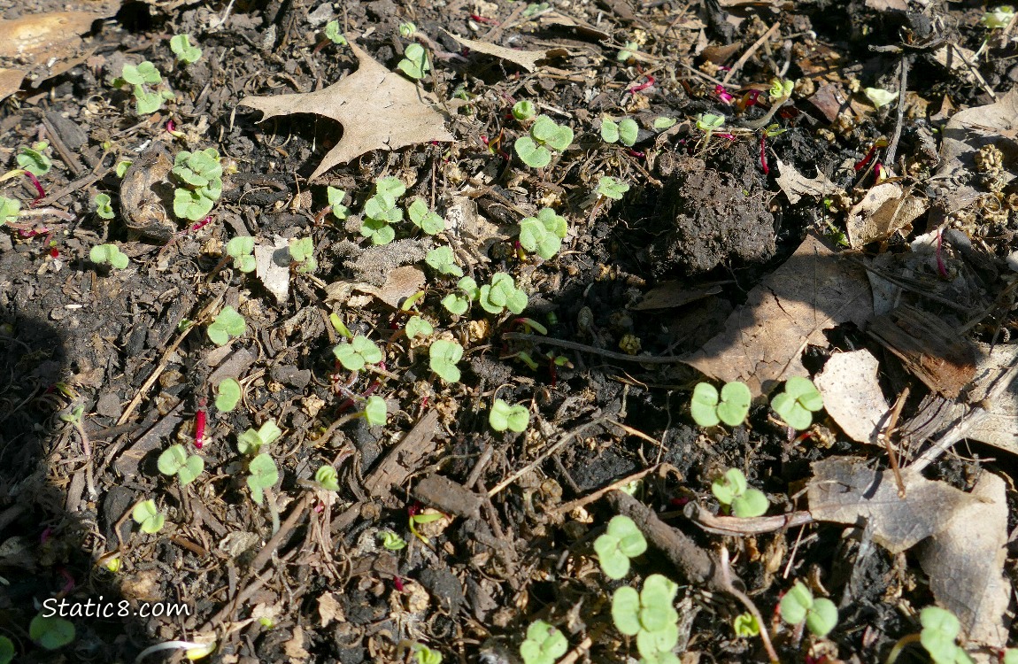 Seedlings coming up from the dirt