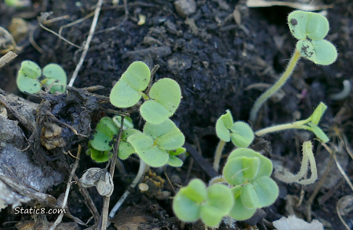 Seedlings coming up from the dirt