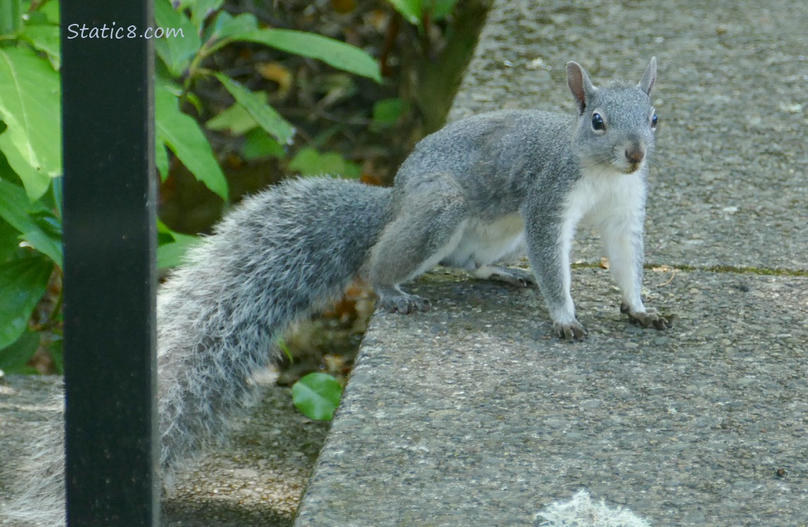 Western Grey Squirrel standing on a sidewalk step