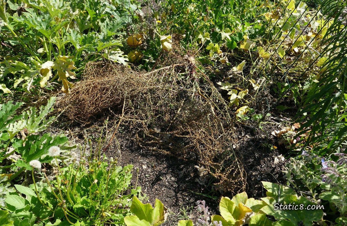 Beet stalks with seeds in a garden plot