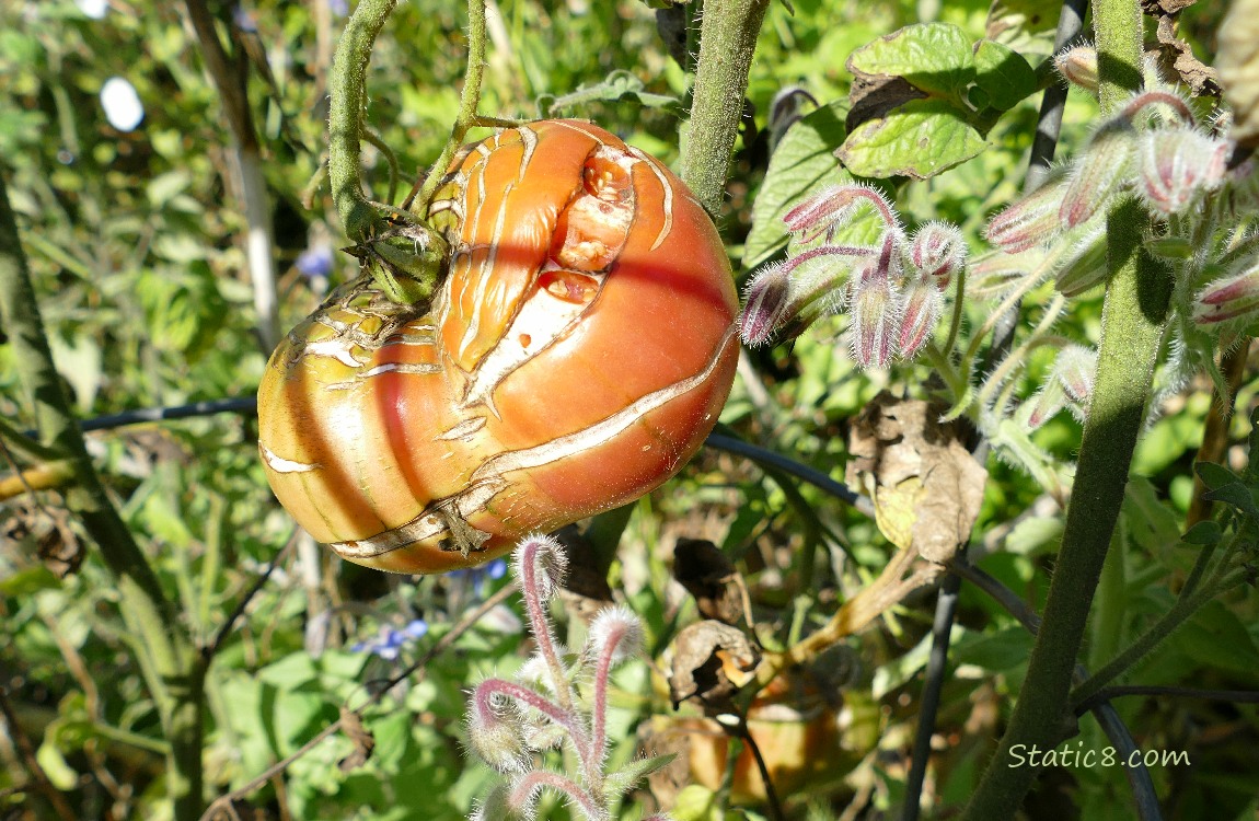 Cracked red tomato on the vine