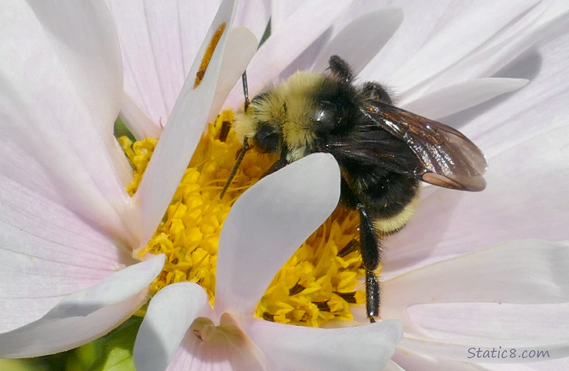Bumblebee in a pale pink Cosmos bloom