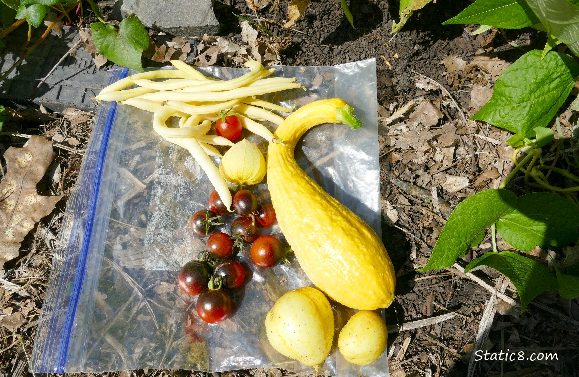 harvested veggies on a ziplock on the ground