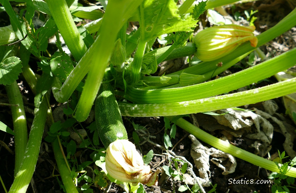 Looking down at zuchinni fruits growing on the vine, under the leaves