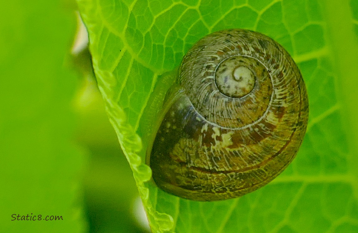 Snail shell on a green leaf