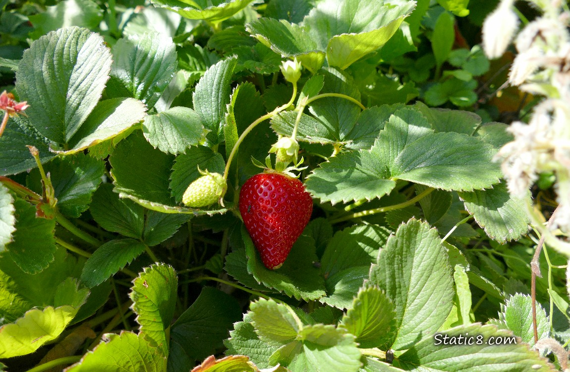 Strawberries ripening on the plant