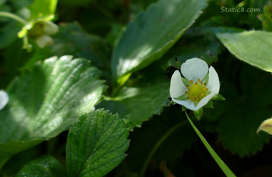 Strawberry bloom surrounded by green leaves