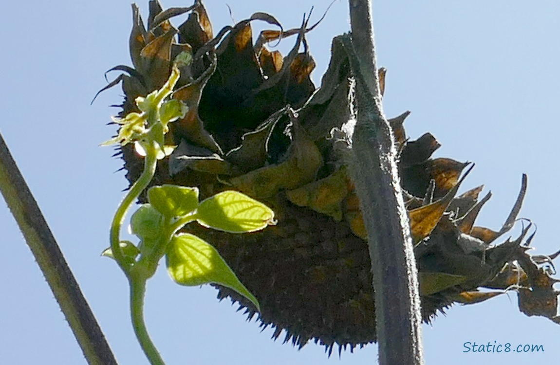 Wax Bean plant with a finished sunflower head, blue sky behind