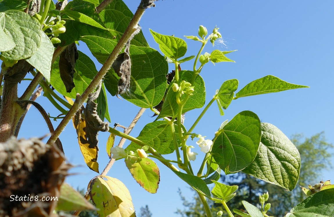 Bean flowers and leaves in front of blue sky