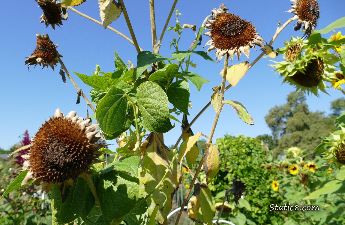 Bean plant growing up a dead sunflower