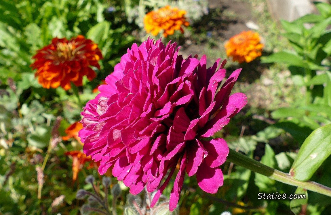 Bright pink Zinnia bloom in front of orange blooms