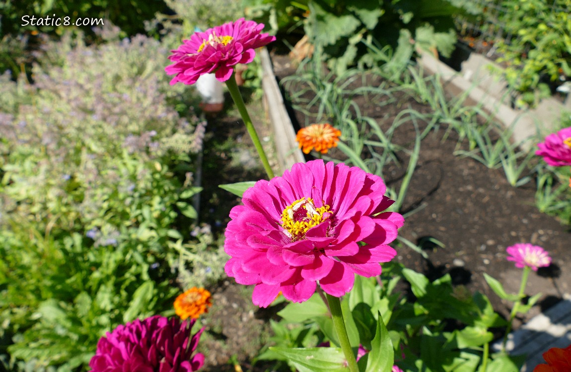 Pink Zinnia bloom in front of a row of baby leek plants