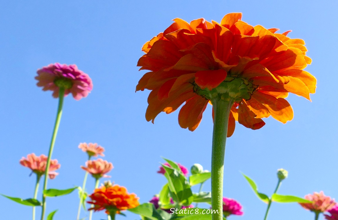 Looking up at Zinnia blooms, blue sky behind