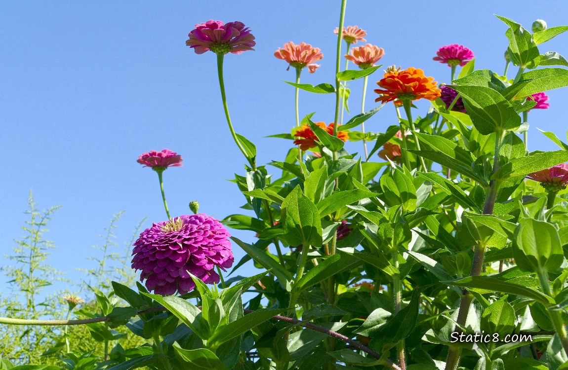Looking up at Zinnia blooms of different colours, blue sky behind