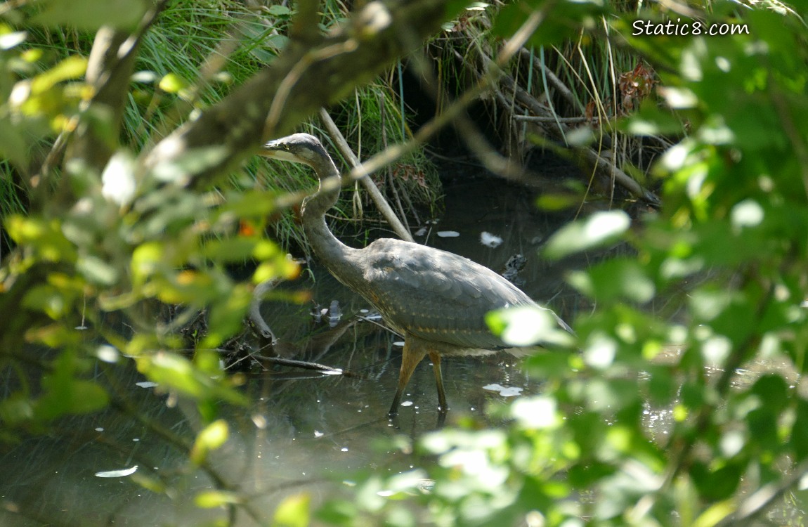 Heron walking in shallow water, past many leaves and branches partly covering his face