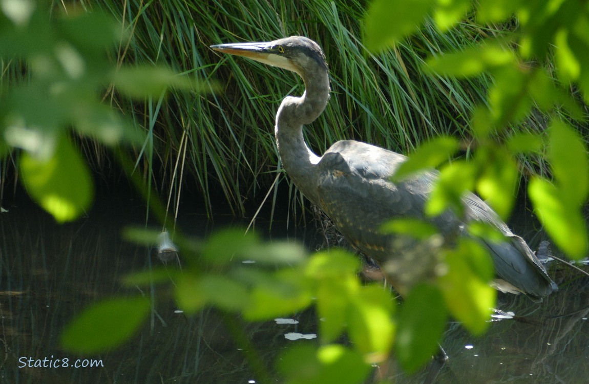Great Blue Heron, past green leaves